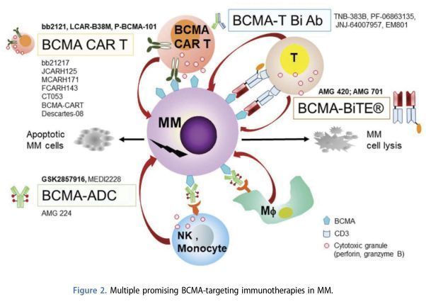 首個BCMA靶向療法Blenrep獲歐盟批準用于治療特定多發性骨髓瘤_香港濟民藥業