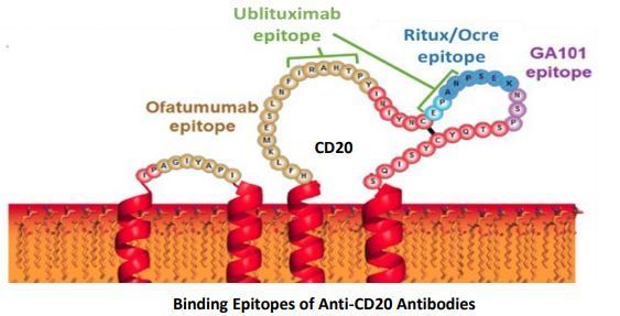 ublituximab+umbralisib組合療法獲FDA快速通道資格，用于慢性淋巴細胞白血病（CLL）！_香港濟民藥業