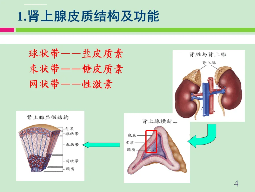 腎上腺皮質結構及功能_香港祺昌醫藥有限公司
